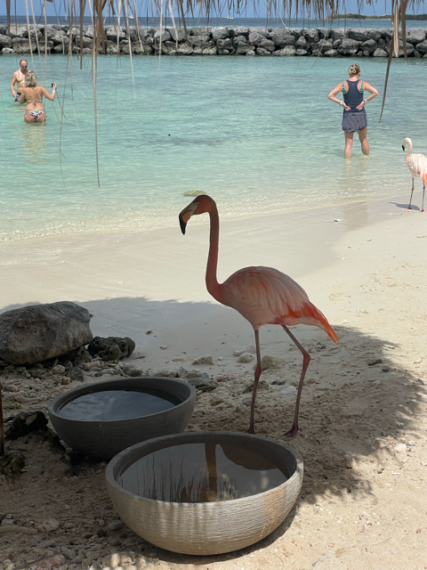 How to See Flamingos in Aruba
